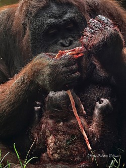 Nacimiento de orangután 6