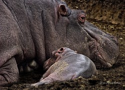 Nacimiento hipopótamo 1