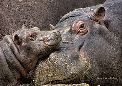 Nacimiento hipopótamo 2