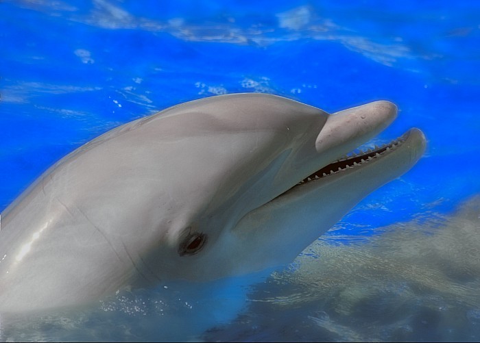 Delfin mular