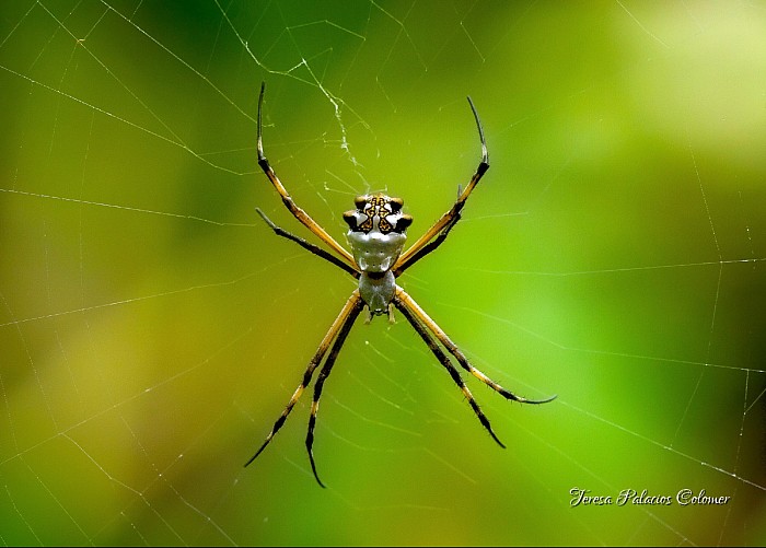 Araña tigre