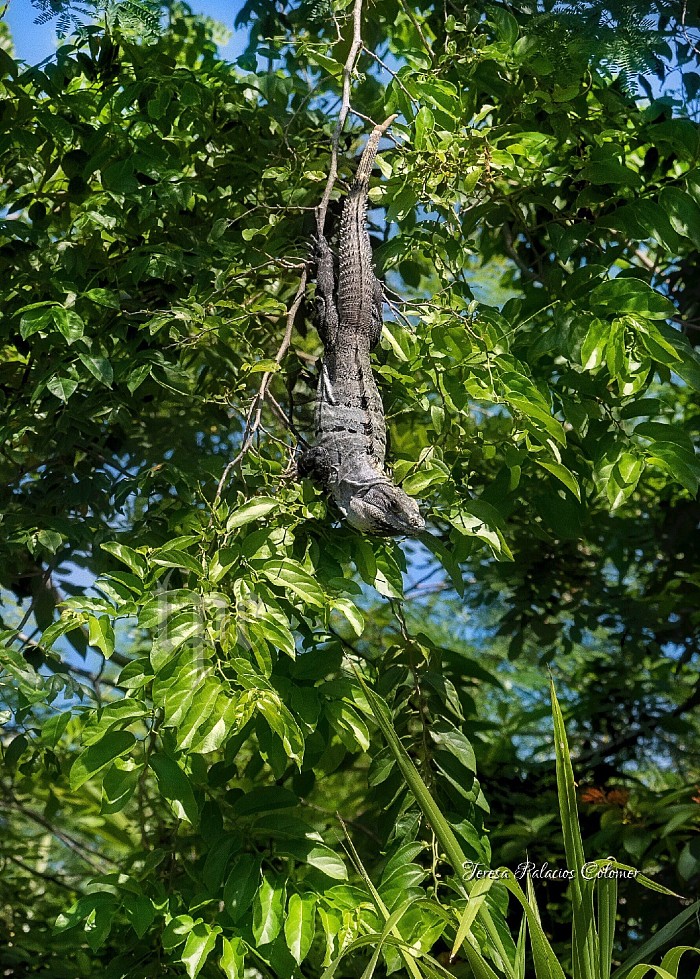 Iguana jugando a ser pajarito