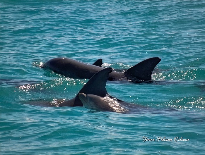 Familia de delfines