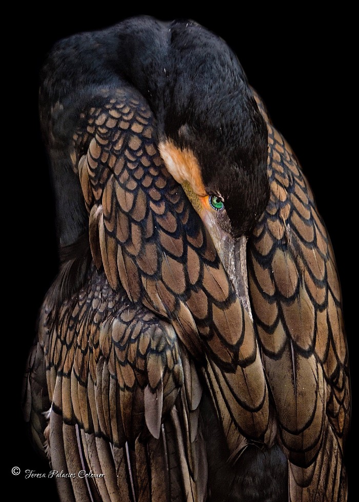 Cormorán