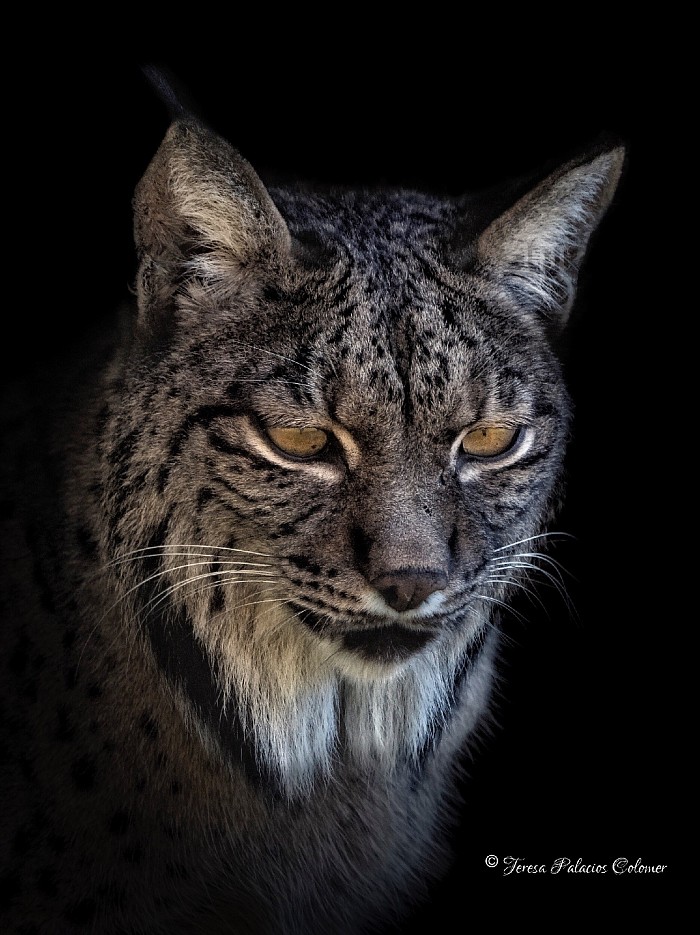 Lince ibérico