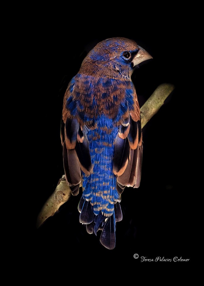 Azulillo grande (passerina caerulea)