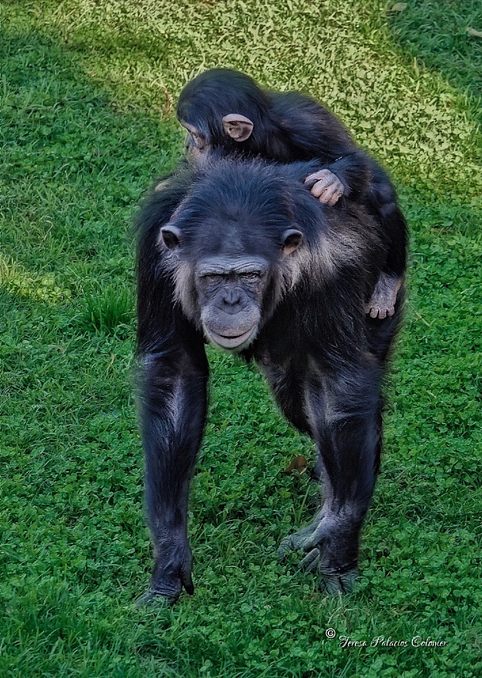 Mamá con su peque (chimpancés)