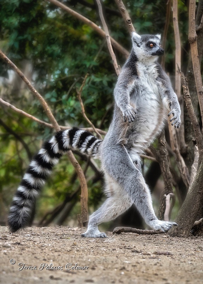 Lemur. Caminando erguido como nosotros