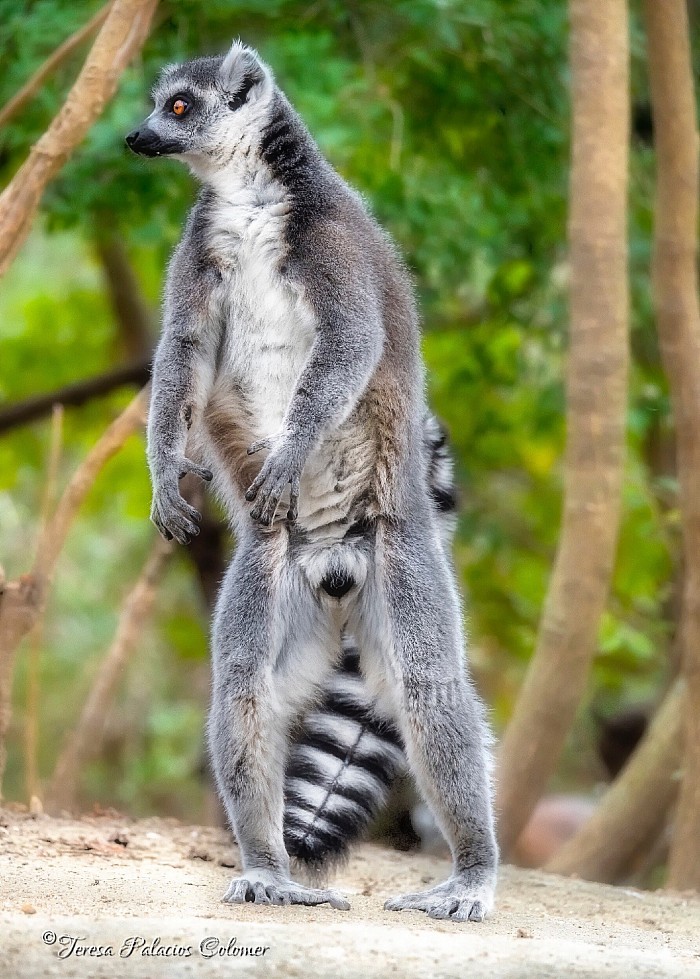 Lemur erguido