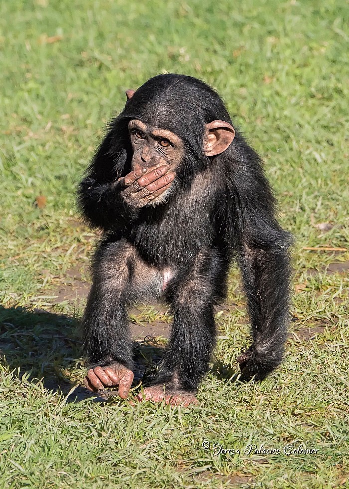 Chimpancé bebé