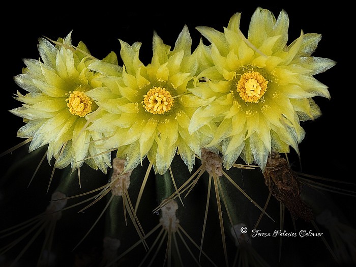 Flores de cactus