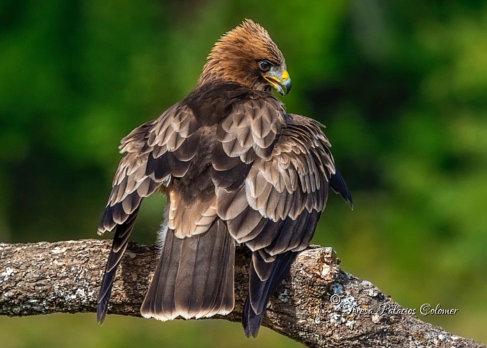 Águila calzada