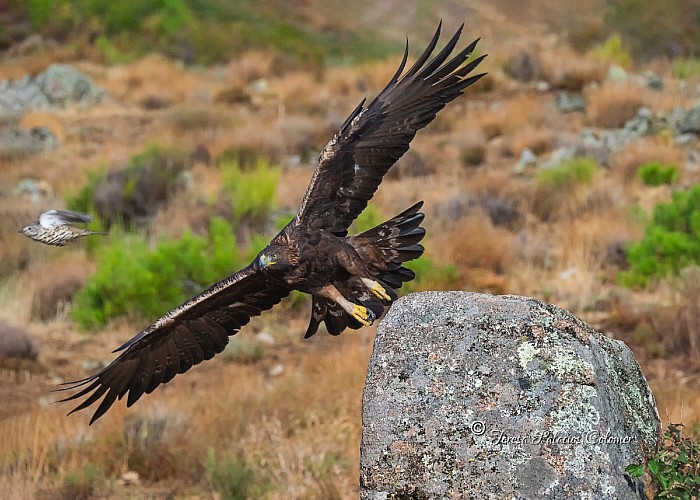 Águila real y zorzal charlo