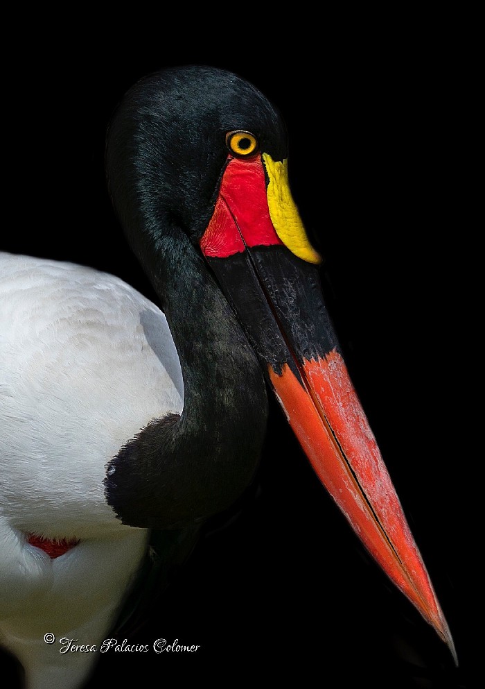 Jabirú africano (Ephippiorhynchus senegalensis)