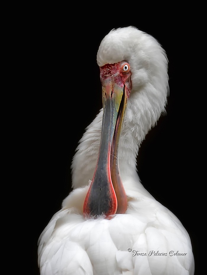 Espátula Africana (Platalea alba)