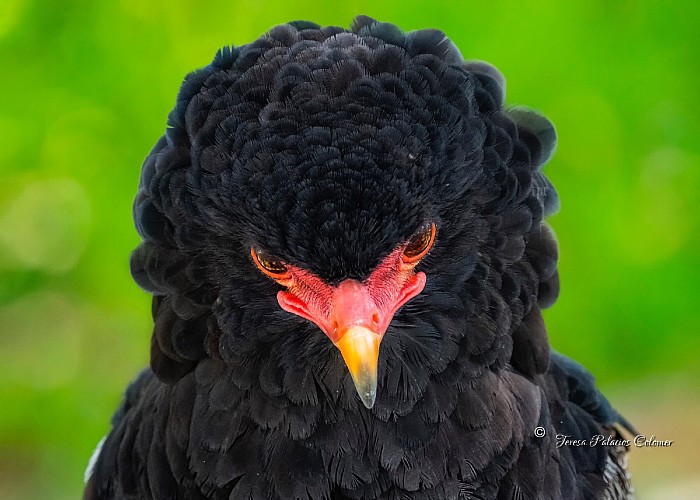 Águila volatinera (Terathopius ecaudatus)