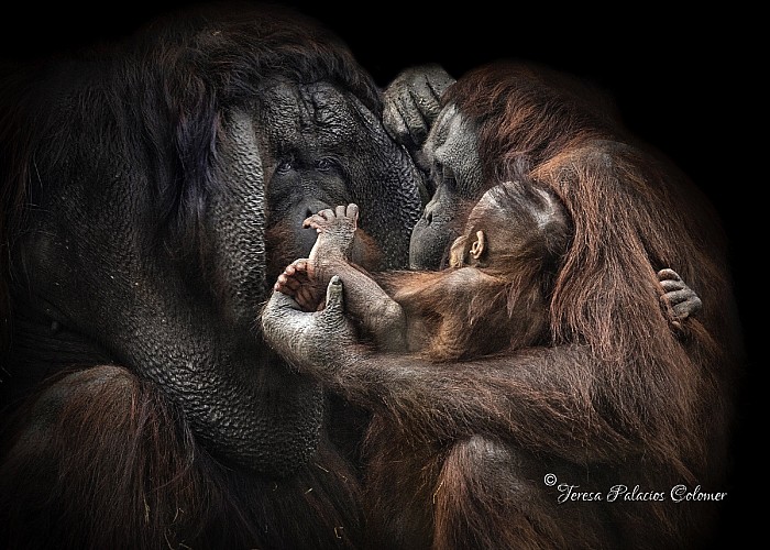Familia de orangutanes. Amor de madre 6