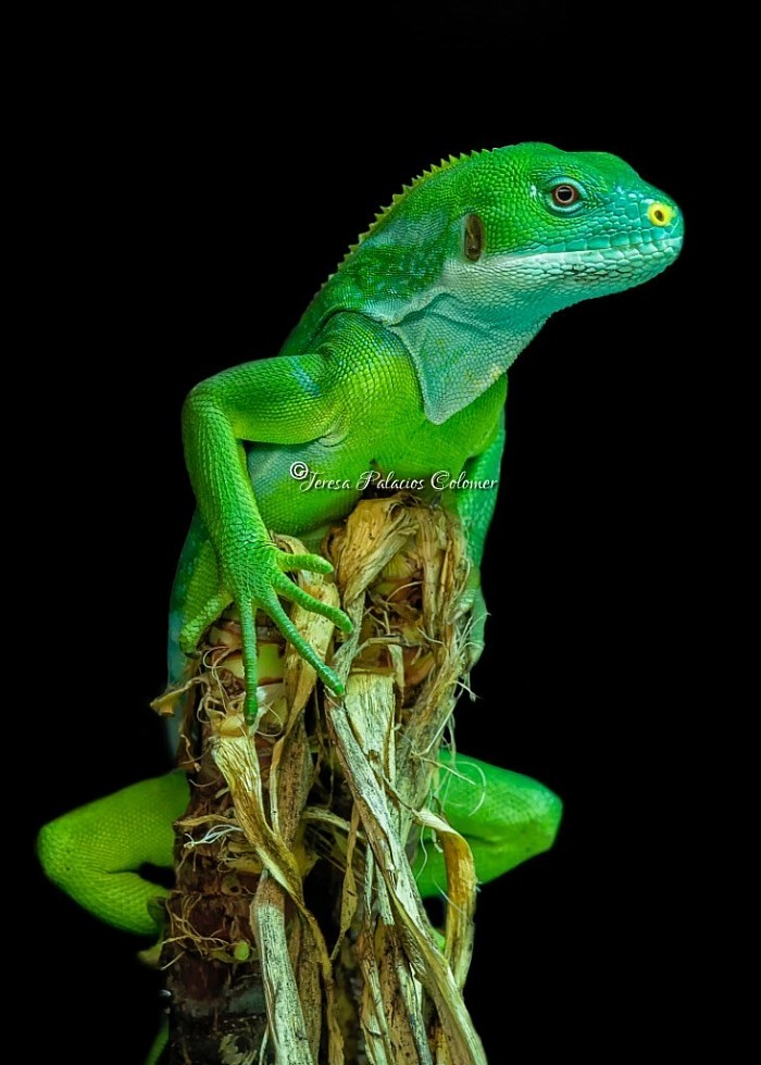 Iguana de Fiji