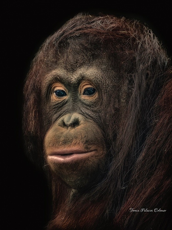 Orangután juvenil hembra