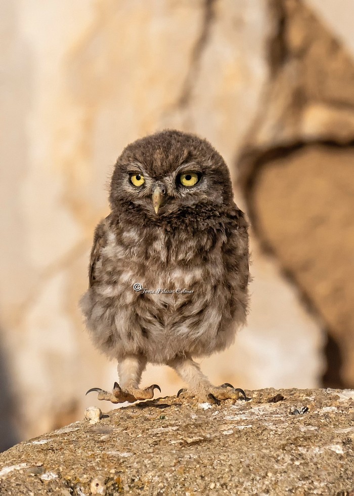 Pollito de mochuelo (Athene noctua)