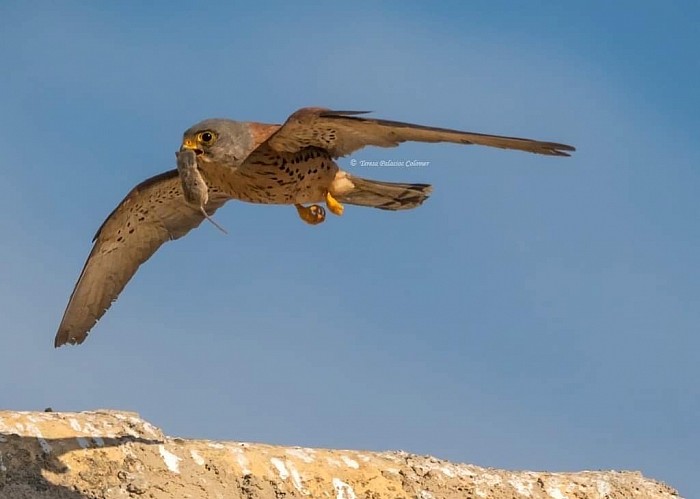 Cernícalo primilla con ratón